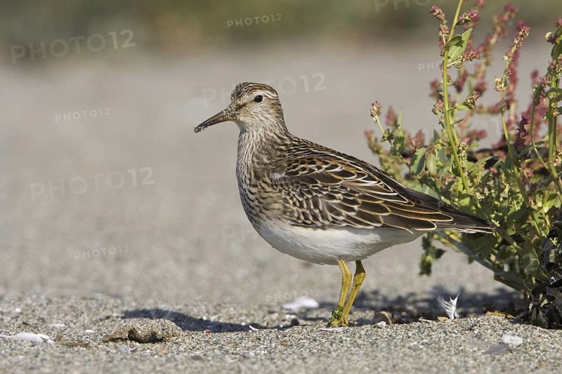 Pectoral Sandpiper (Calidris melanotos), British Columbia, Canada