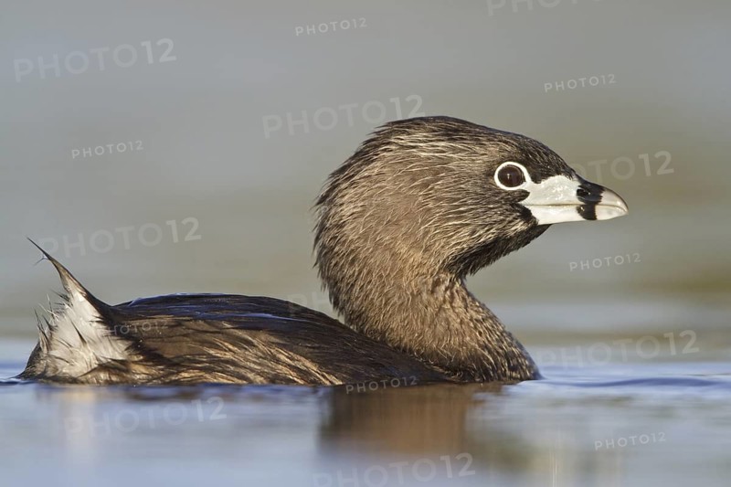 Pied-billed Grebe (Podilymbus podiceps), British Columbia, Canada