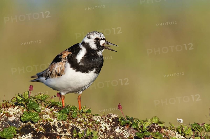 Ruddy Turnstone (Arenaria interpres) calling, Finnmark, Norway
