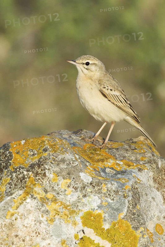 Tawny Pipit (Anthus campestris), Mallorca, Spain