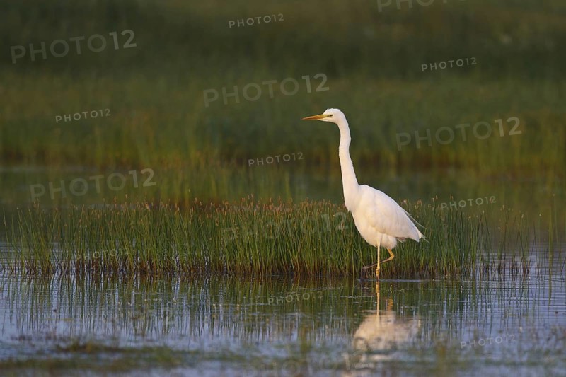 Great Egret (Ardea alba) foraging, Greece