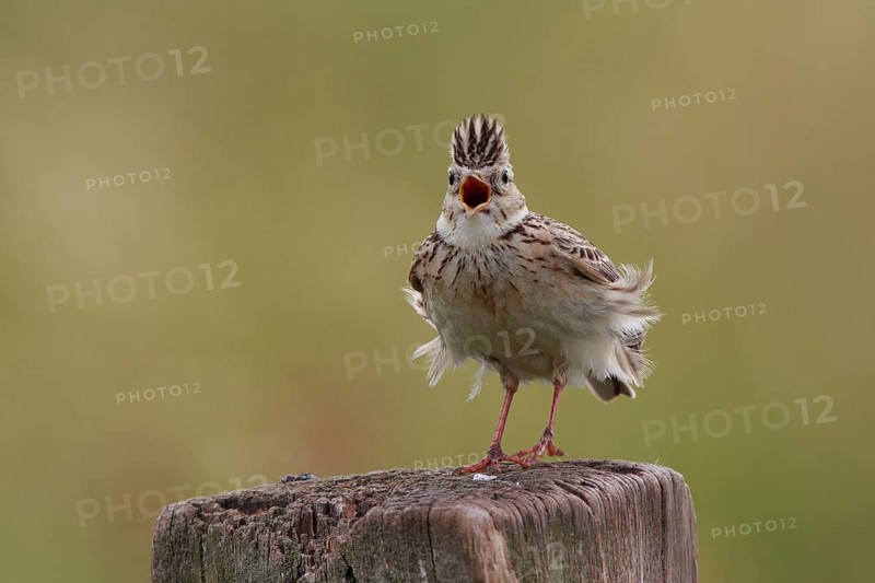 Eurasian Skylark (Alauda arvensis) singing from pale, North Rhine-Westphalia, Germany