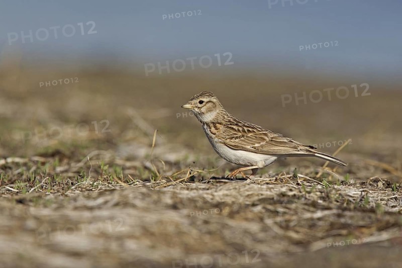 Asian Short-toed Lark (Alaudala cheleensis) on ground, Dornod Province, Mongolia