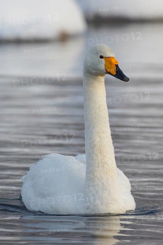 Whooper Swan (Cygnus cygnus), Finland