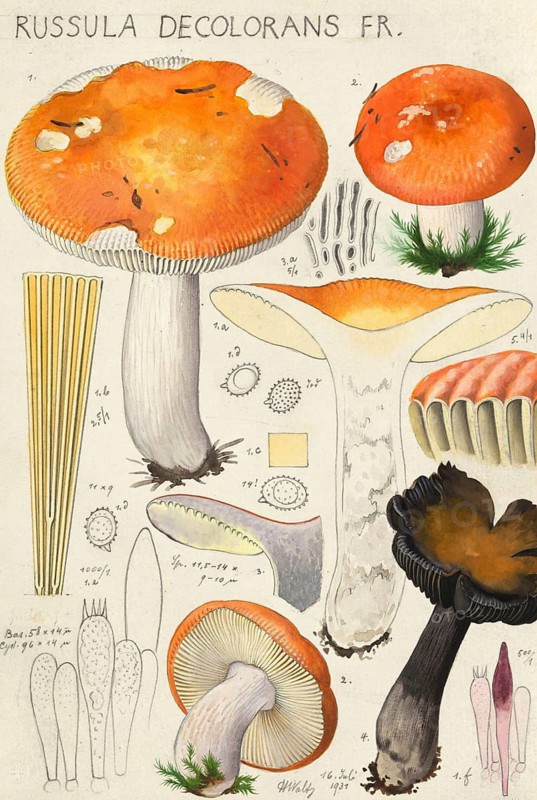 Mushroom, Mushrooms, Orange-red grey-stemmed russula, Russula decolorans, authentic reproduction of an illustration by Hans Walty (1868-1948) from about 1915, historical