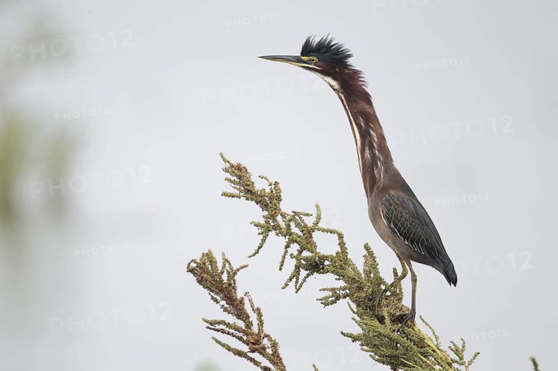 Green Heron (Butorides virescens), Florida, USA