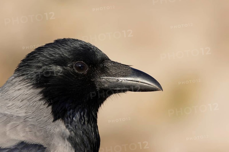 Hooded crow (Corvus cornix) adult corvid bird head portrait, Rome, Italy