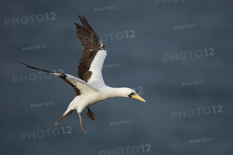 Masked Booby (Sula dactylatra tasmani) flying, Norfolk Island