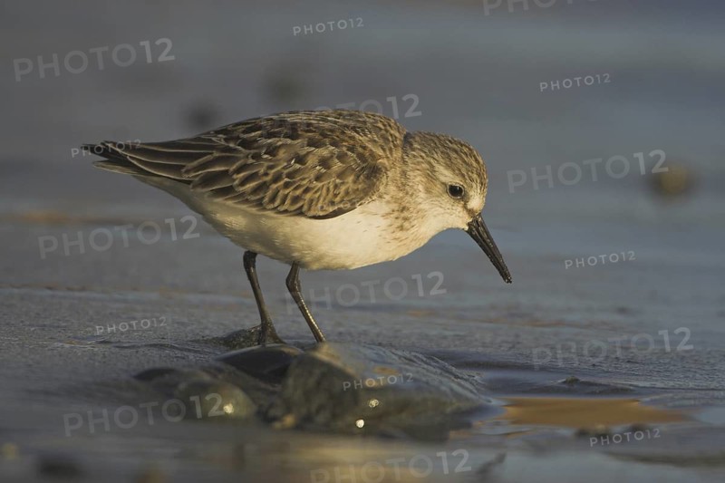 Western Sandpiper (Calidris mauri), British Columbia, Canada