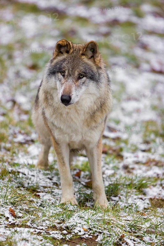 One eurasian gray wolf (Canis lupus lupus) stands on a snowy meadow in an open forest