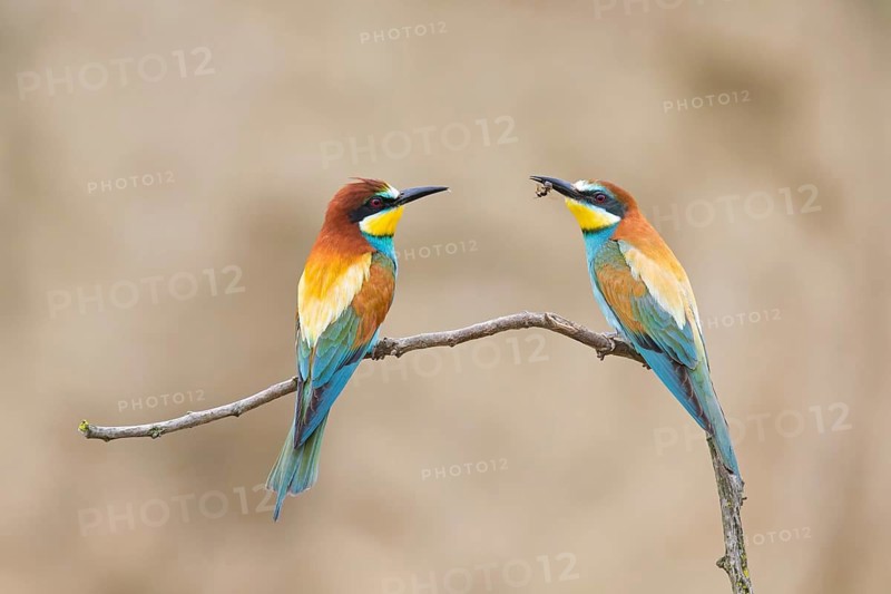 Bee-eater, (Merops apiaster), animals, birds, raptor family, perch, pair, two, Muselievo, Muselievo, Pleven, Bulgaria