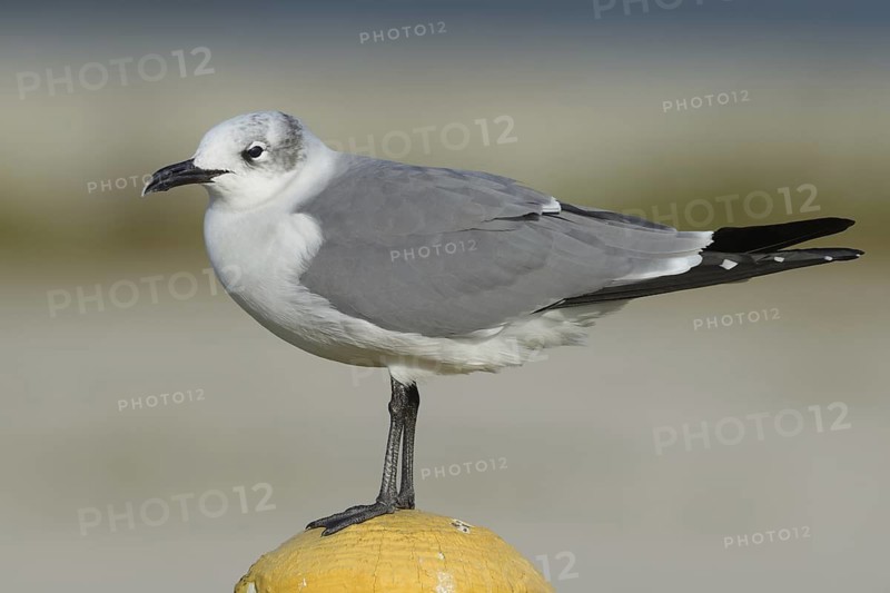 Laughing Gull (Leucophaeus atricilla), Texas, USA