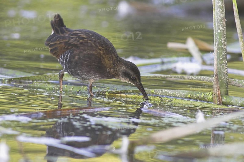 Virginia Rail (Rallus limicola), Ontario, Canada