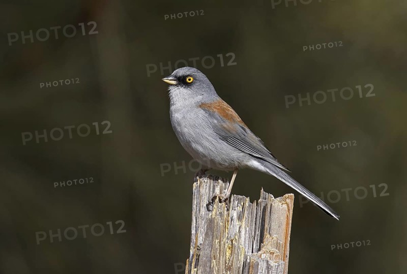 Yellow-eyed Junco (Junco phaeonotus), Arizona, USA