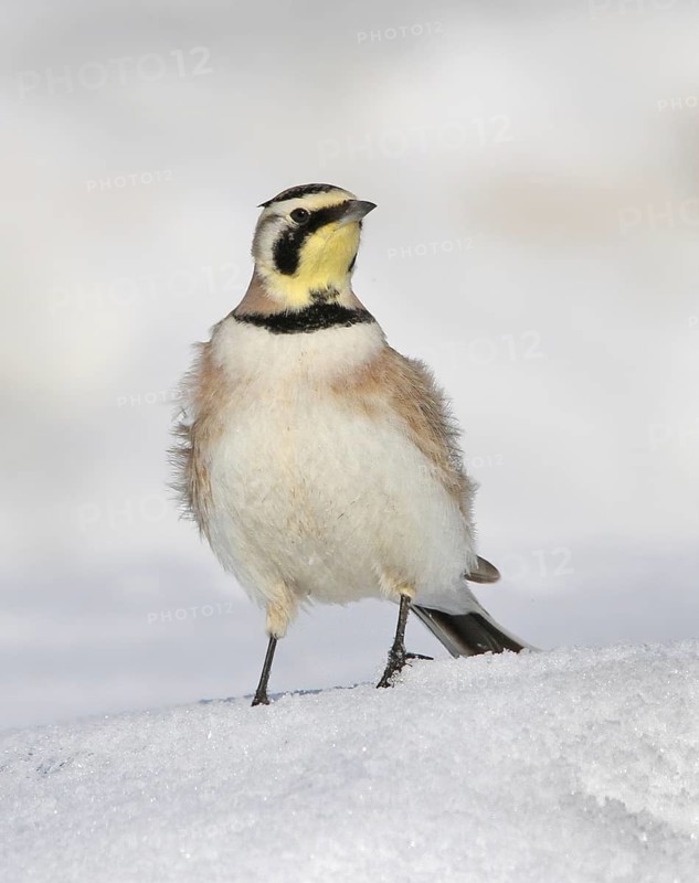 Horned Lark (Eremophila alpestris), Saskatchewan, Canada