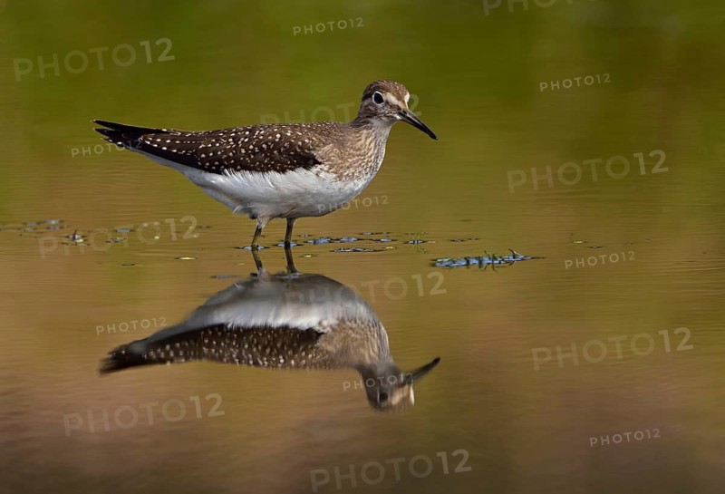 Solitary Sandpiper (Tringa solitaria), British Columbia, Canada