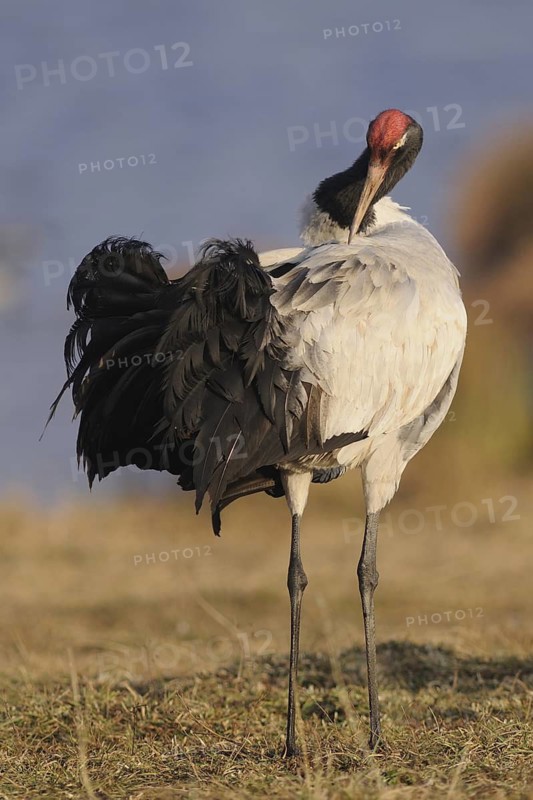 Black-necked Crane (Grus nigricollis), Dashanbo, China