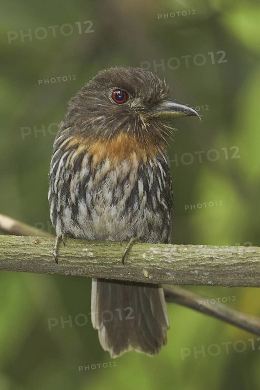White-whiskered Puffbird (Malacoptila panamensis), Costa Rica