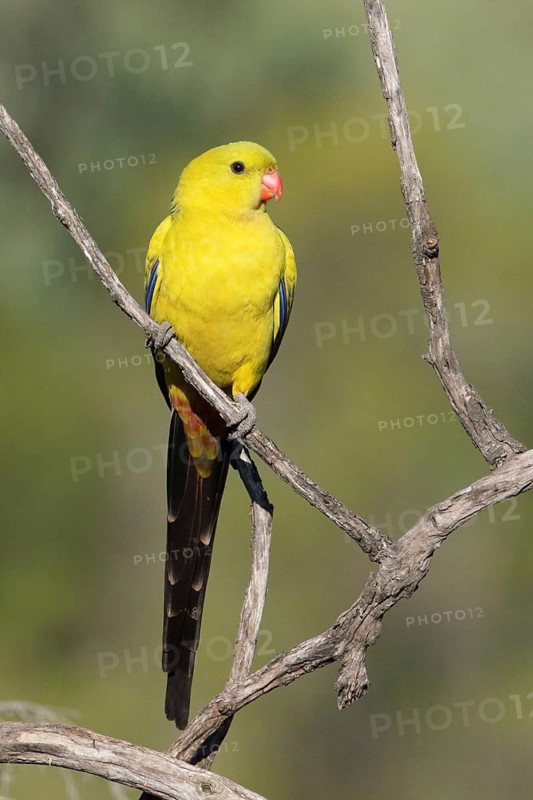 Regent Parrot (Polytelis anthopeplus) male perched on a branch, Victoria, Australia
