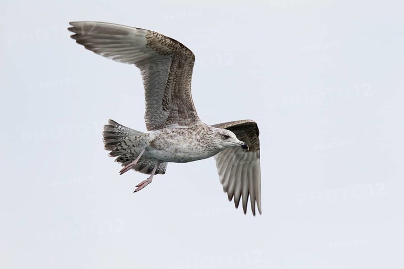 European Herring Gull (Larus argentatus) flying, North Sea, Germany