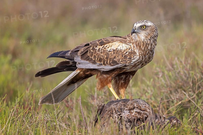 Western Marsh Harrier (Circus aeruginosus) male, Spain
