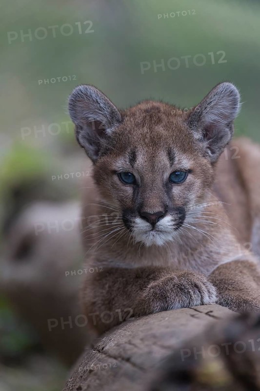 One cougar kitten, Puma concolor, resting on a log with some green vegetation in the background