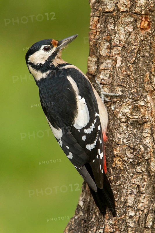 Great Spotted Woodpecker (Dendrocopos major), adult female on a tree, Castilla Leon, Spain