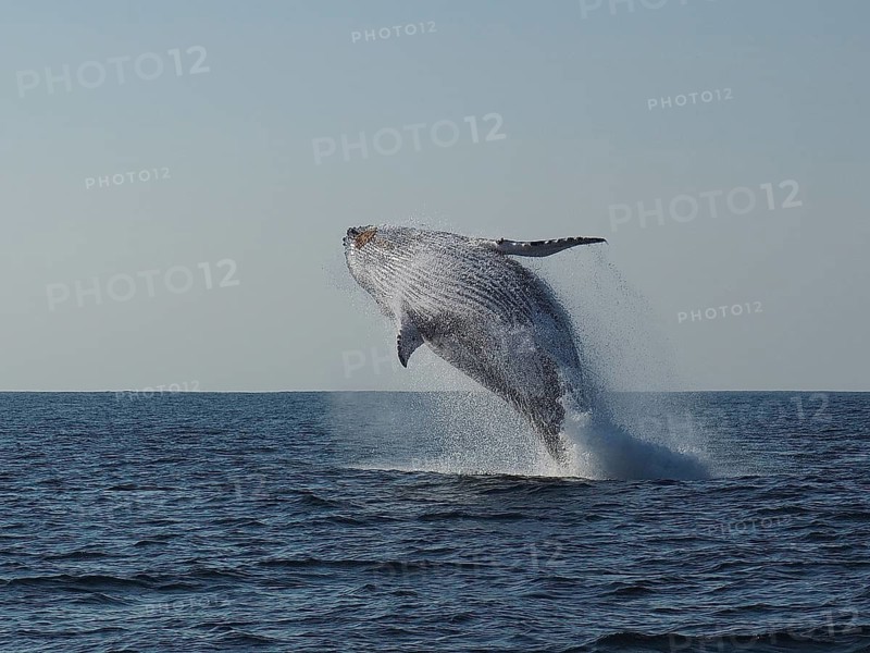 Humpback whale (Megaptera novaeangliae)