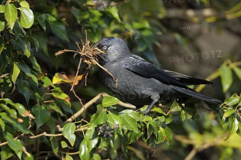 Dohle (Corvus monedula), Jackdaw, Altvogel mit Nistmaterial beim Nestbau, April, Borken, Muensterland, Nordrhein-Westfalen, Deutschland