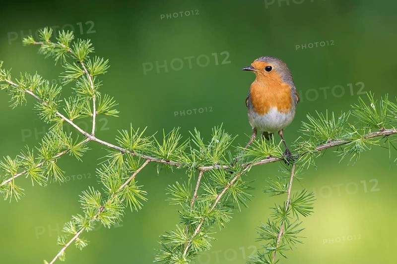European Robin (Erithacus rubecula) perched on a branch, Poland