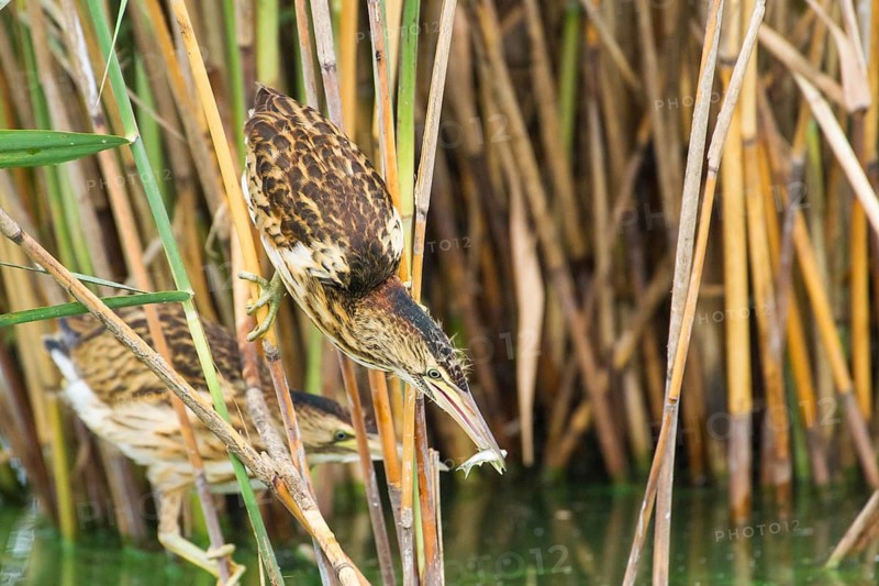 Little Bittern (Ixobrychus minutus) juveniles foraging, Thuringia, Germany