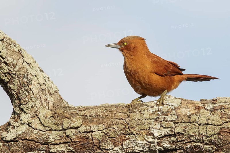 Grey-crested Cachalote (Pseudoseisura unirufa) in the Pantanal region of Brazil