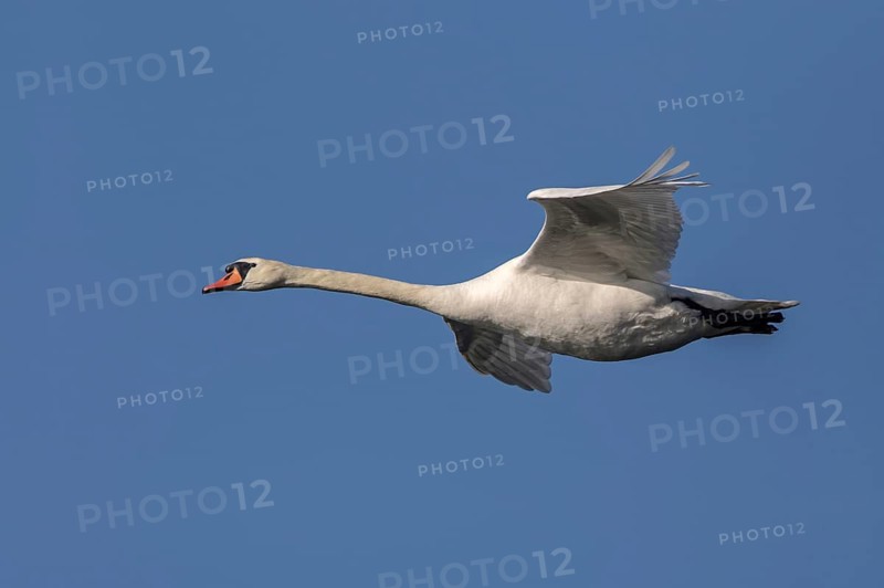 Mute Swan (Cygnus olor) flying, Mecklenburg-Western Pomerania, Germany