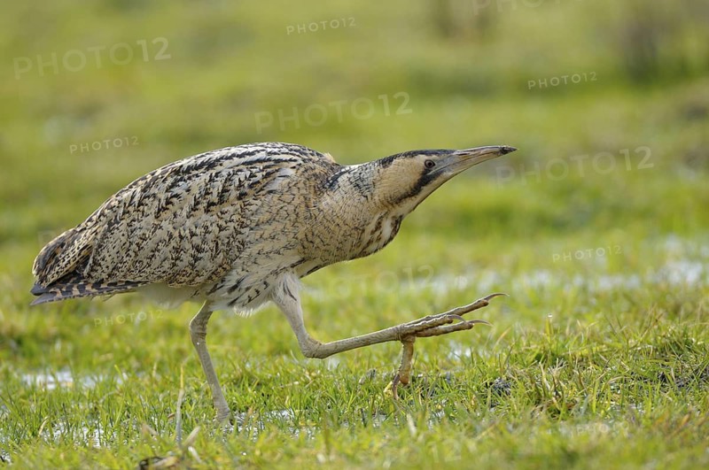 Rohrdommel (Botaurus stellaris), Bittern, Altvogel im Winter, laufend, Februar, Muenster, Nordrhein-Westfalen, Deutschland