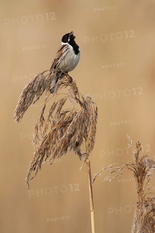 Common Reed Bunting (Emberiza schoeniclus) male singing, Brandenburg, Germany