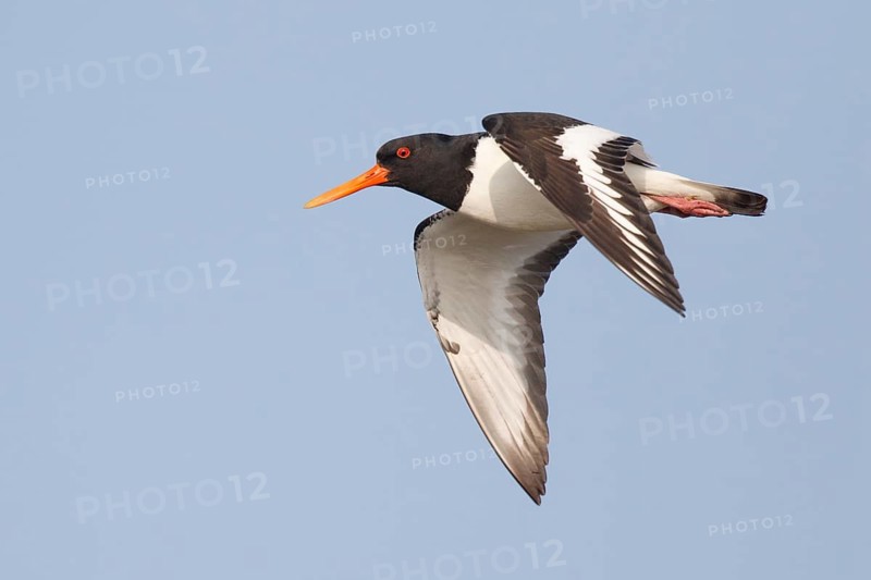 Eurasian Oystercatcher (Haematopus ostralegus) flying, Netherlands