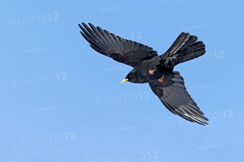 Alpendohle, Alpine Chough, Yellow-billed Chough, Pyrrhocorax graculus, Chocard à bec jaune, Chova Piquigualda