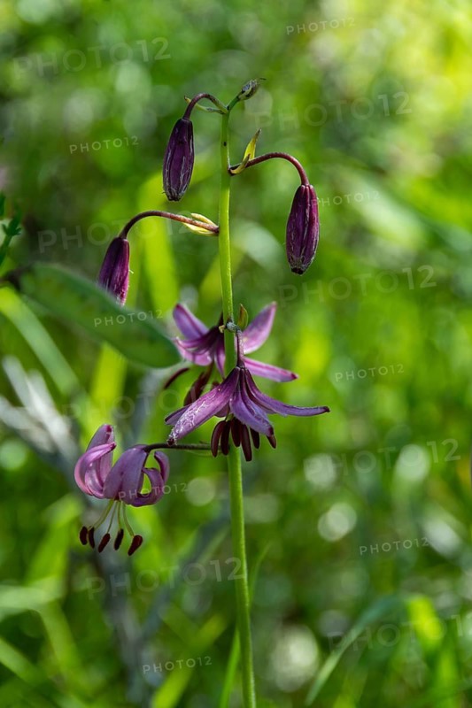 Close-up of a martagon lily (Lilium martagon), Sancy Massif, Auvergne-Rhone-Alpes, France