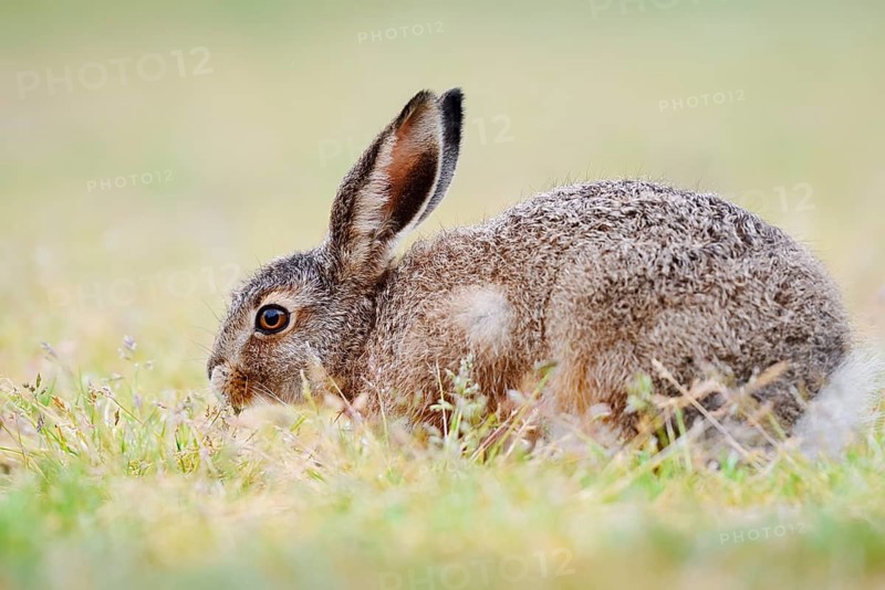 European hare (Lepus europaeus), young animal sitting in a meadow and eating grasses, North Rhine-Westphalia, Germany