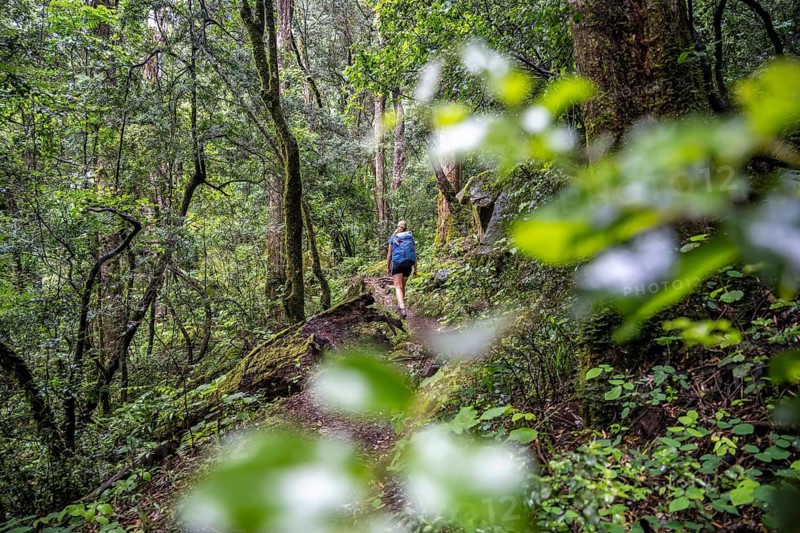 Tourist hiking through pristine mountain forest, Ukhahlamba-Drakensberg Park, KwaZulu-Natal, Drakensberg Mountains, South Africa