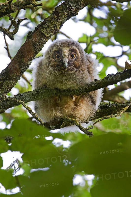Long-eared owl (Asio otus) (Strix otus) young perched in tree, Belgium