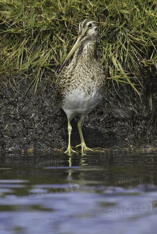 South American Snipe (Gallinago paraguaiae magellanica), Falkland Islands