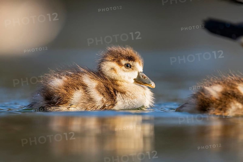 Egyptian goose (Alopochen aegyptiaca) chicks swimming on a lake, Bavaria, Germany