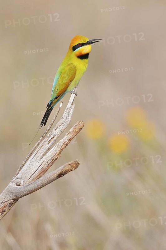 Rainbow Bee-eater (Merops ornatus), Western Australia, Australia