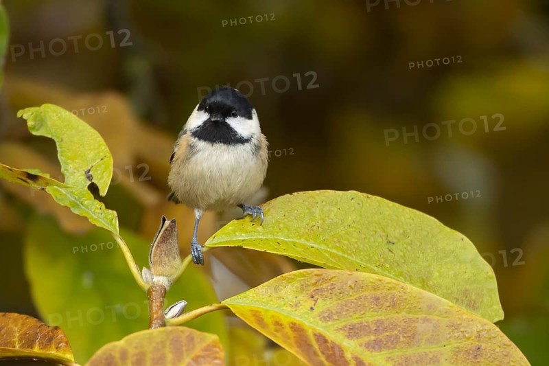 Coal tit (Periparus ater) adult garden bird in a Magnolia tree with autumn colour leaves, Suffolk, England, United Kingdom
