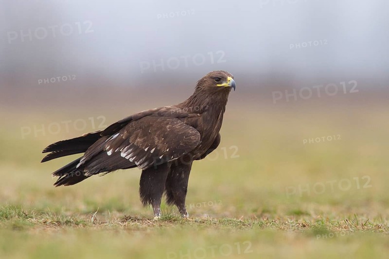 Greater Spotted Eagle (Clanga clanga) juvenile, Subotica, Serbia