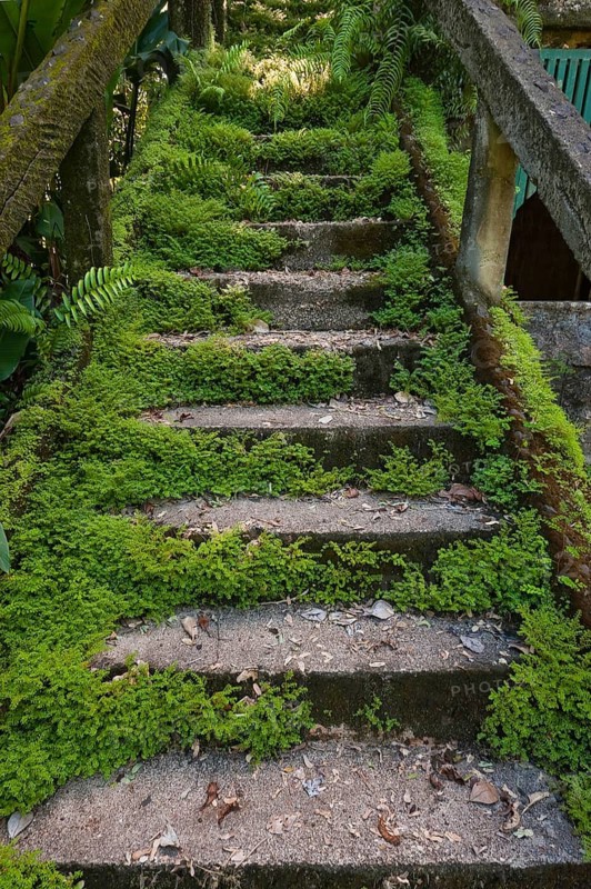 Overgrown mossy, dilapidated staircase, path, steps, Paronella Park, Innisfail, Queensland, Australia