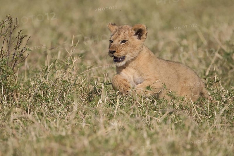 African Lion (Panthera leo) cub lying alone on the ground, Masai Mara, Kenya