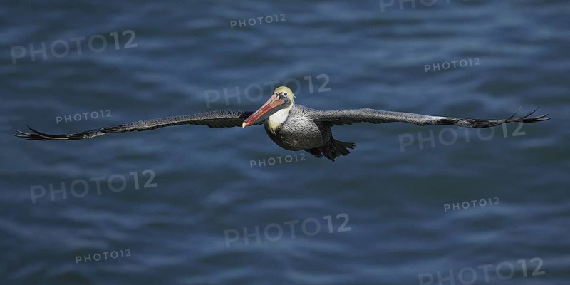 Brown Pelican (Pelecanus occidentalis), California, USA
