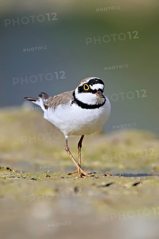 Little Ringed Plover (Charadrius dubius), standing in silt, Aue nature reserve, Reussegg, Sins, Canton Aargau, Switzerland